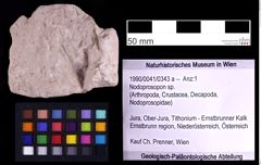 Foto (Objekt + Etiketten) von Nodoprosopon sp. (NHMW-GEO-1990-0041-0343a)